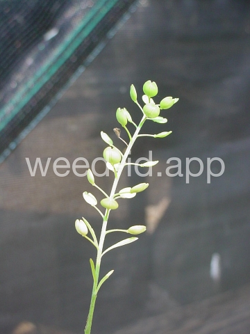 pepperweed, Virginia
